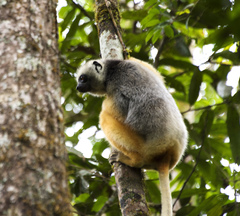 Propithecus diadema