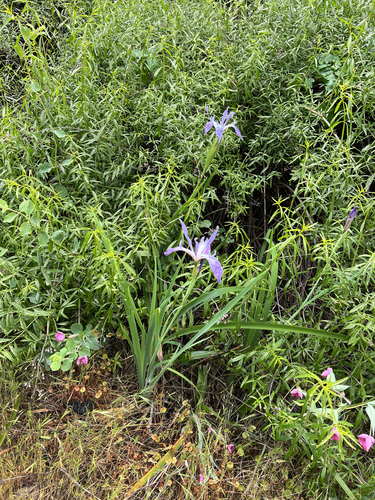 munz's iris (Iris munzii)