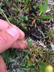 Eremogone capillaris