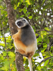 Propithecus diadema