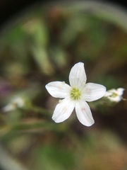 Eremogone capillaris