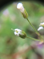 Eremogone capillaris