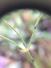 Eremogone capillaris
