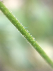 Eremogone capillaris