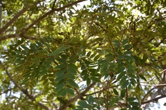 Lonchocarpus rugosus