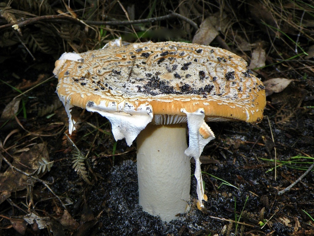Amanita armeniaca
