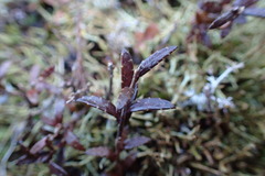 Gaultheria macrostigma