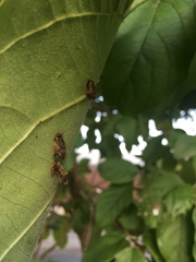 Eurypepla calochroma