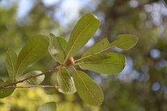 Quercus crassipes