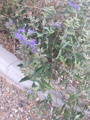 Caryopteris × clandonensis