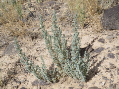 Halogeton glomeratus