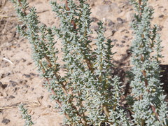 Halogeton glomeratus