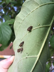 Eurypepla calochroma