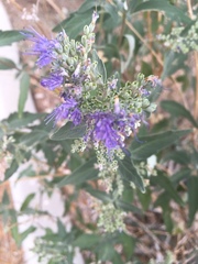 Caryopteris × clandonensis