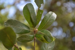 Quercus crassipes
