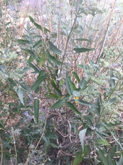 Caryopteris × clandonensis