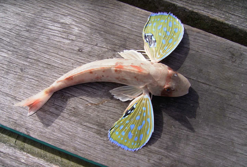 Bluefin gurnard (Chelidonichthys kumu) — Triglidae — 2