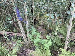 Delphinium andesicola