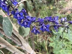 Delphinium andesicola