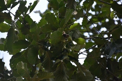 Quercus peduncularis