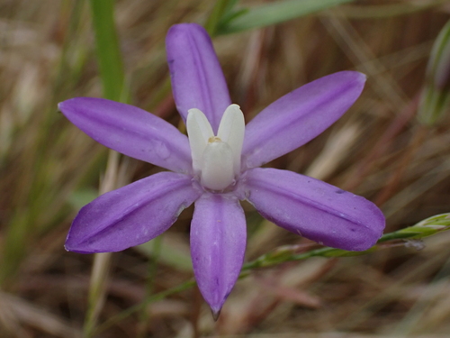 kaweah brodiaea (Brodiaea insignis)