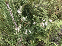 Vicia pulchella