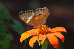 Anartia amathea
