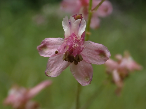 rose-flowered larkspur (Delphinium purpusii)