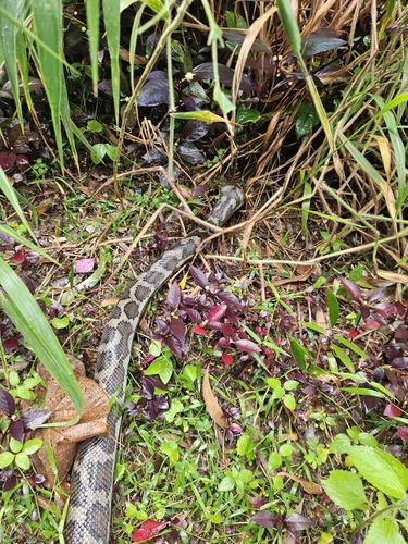 Coastal Carpet Python sighting
