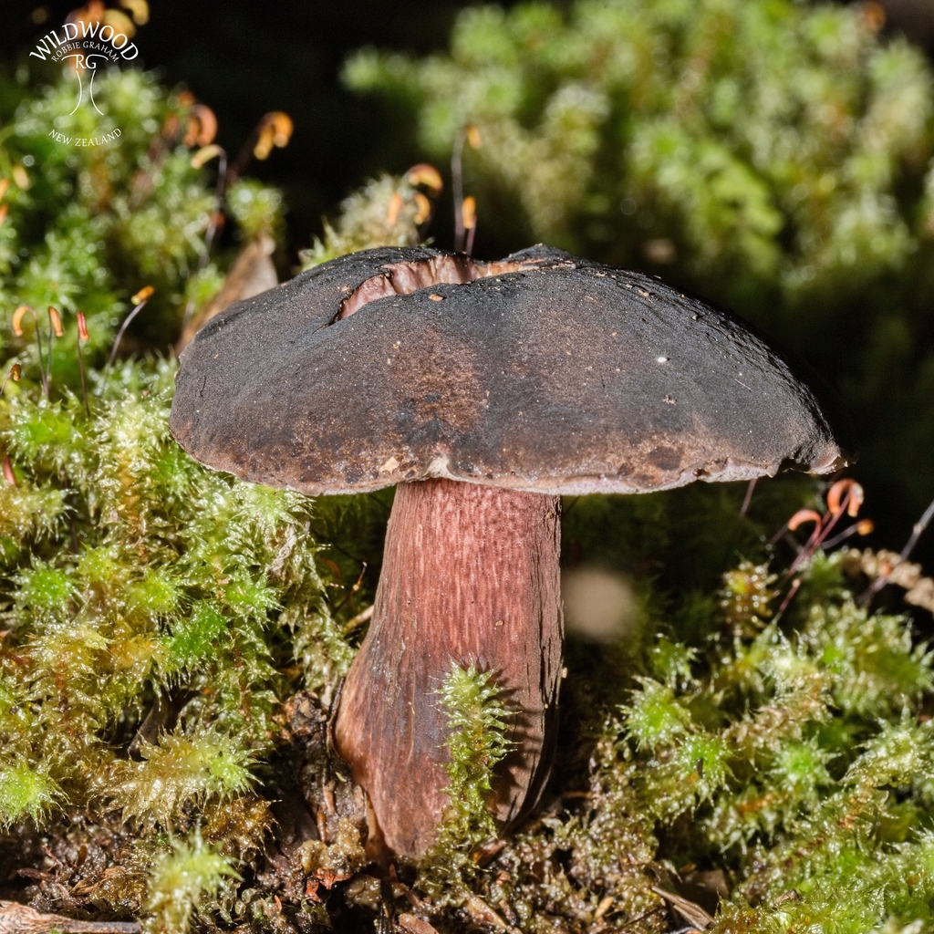 Tylopilus formosus · May 2025 · photo: © robbiebgraham (iNaturalist, cc0)