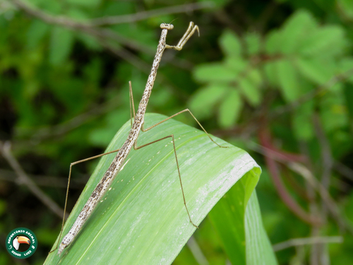 Thesprotia infumata · iNaturalist