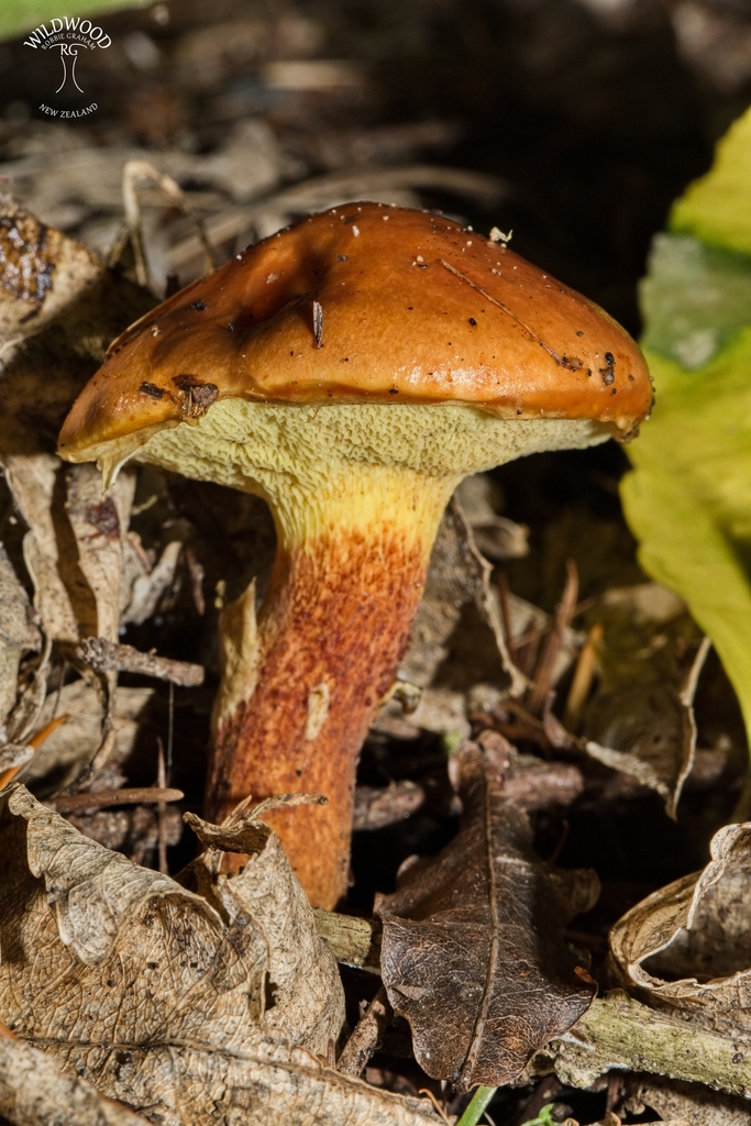 Suillus grevillei · May 2025 · photo: © robbiebgraham (iNaturalist, cc0)