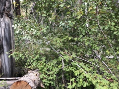 Acer glabrum neomexicanum