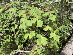 Acer glabrum neomexicanum