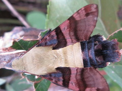 Macroglossum bombylans