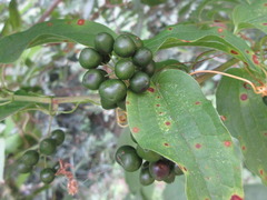 Smilax riparia