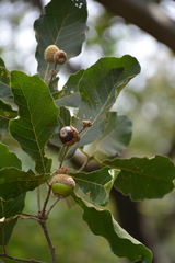 Quercus peduncularis