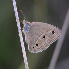 Stegosatyrus periphas