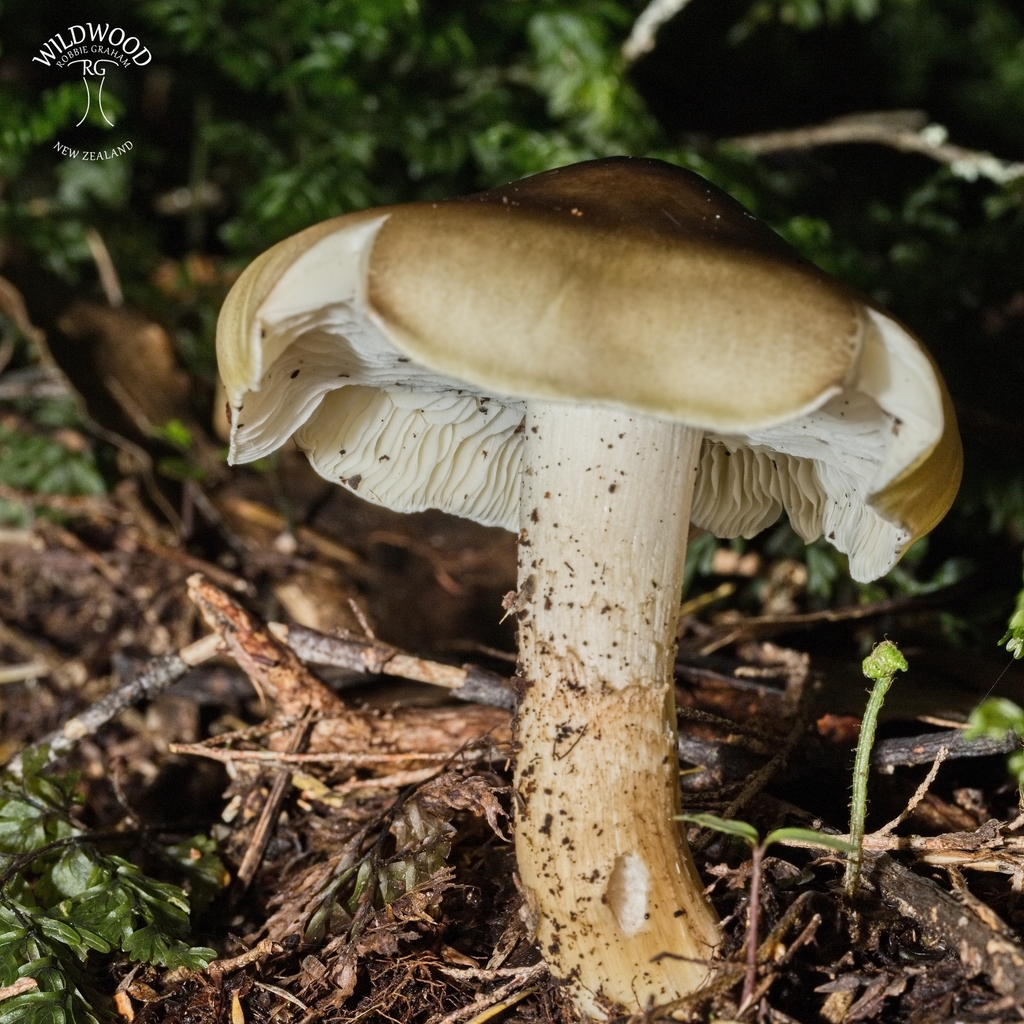 Tricholoma viridiolivaceum · May 2025 · photo: © robbiebgraham (iNaturalist, cc0)