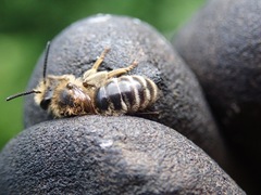 Andrena pandellei