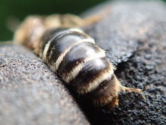 Andrena pandellei