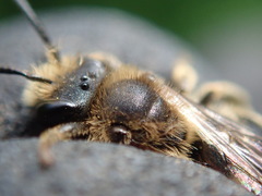 Andrena pandellei