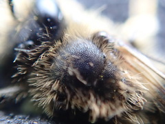 Andrena pandellei