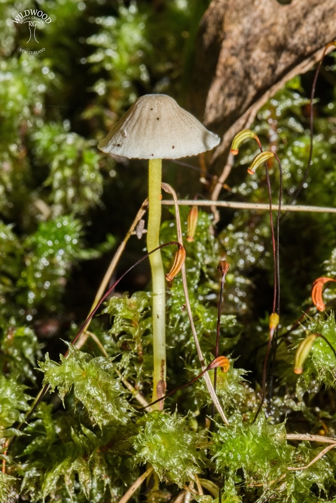 Mycena subviscosa · May 2025 · photo: © robbiebgraham (iNaturalist, cc0)