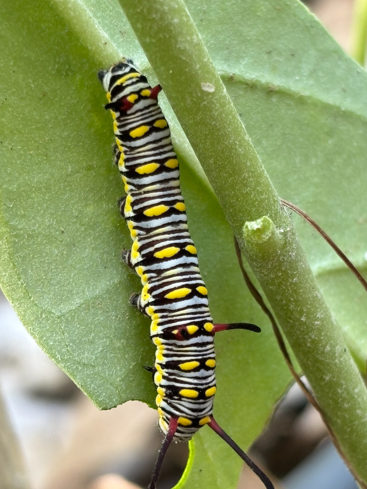 Plain Tiger