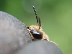 Andrena pandellei