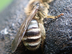Andrena pandellei