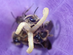 Andrena pandellei