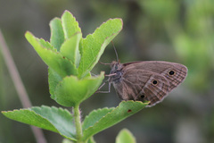 Stegosatyrus periphas