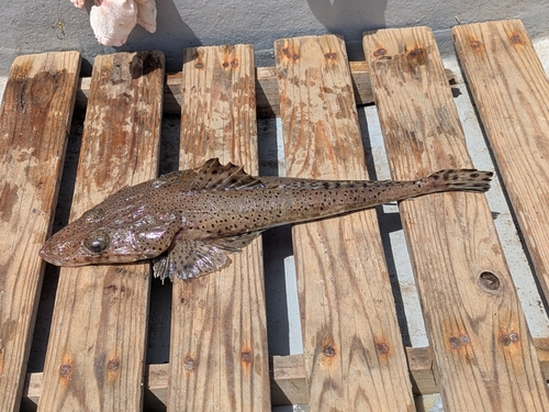 Crocodile flathead (Cociella crocodilus) — Platycephalidae — 2